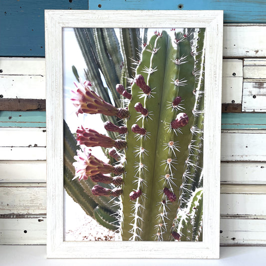 Cactus Blooms art print
