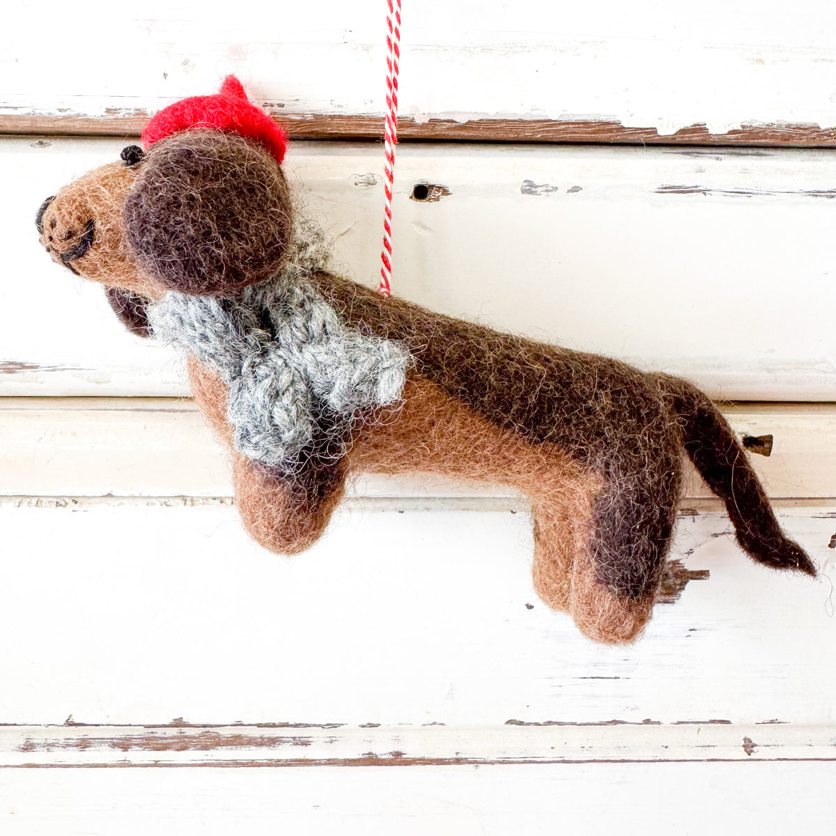 Dog Dachshund