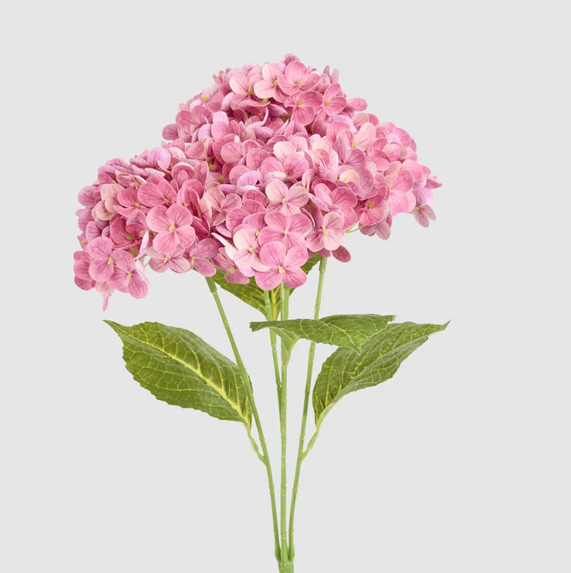 Pink Hydrangea Flower