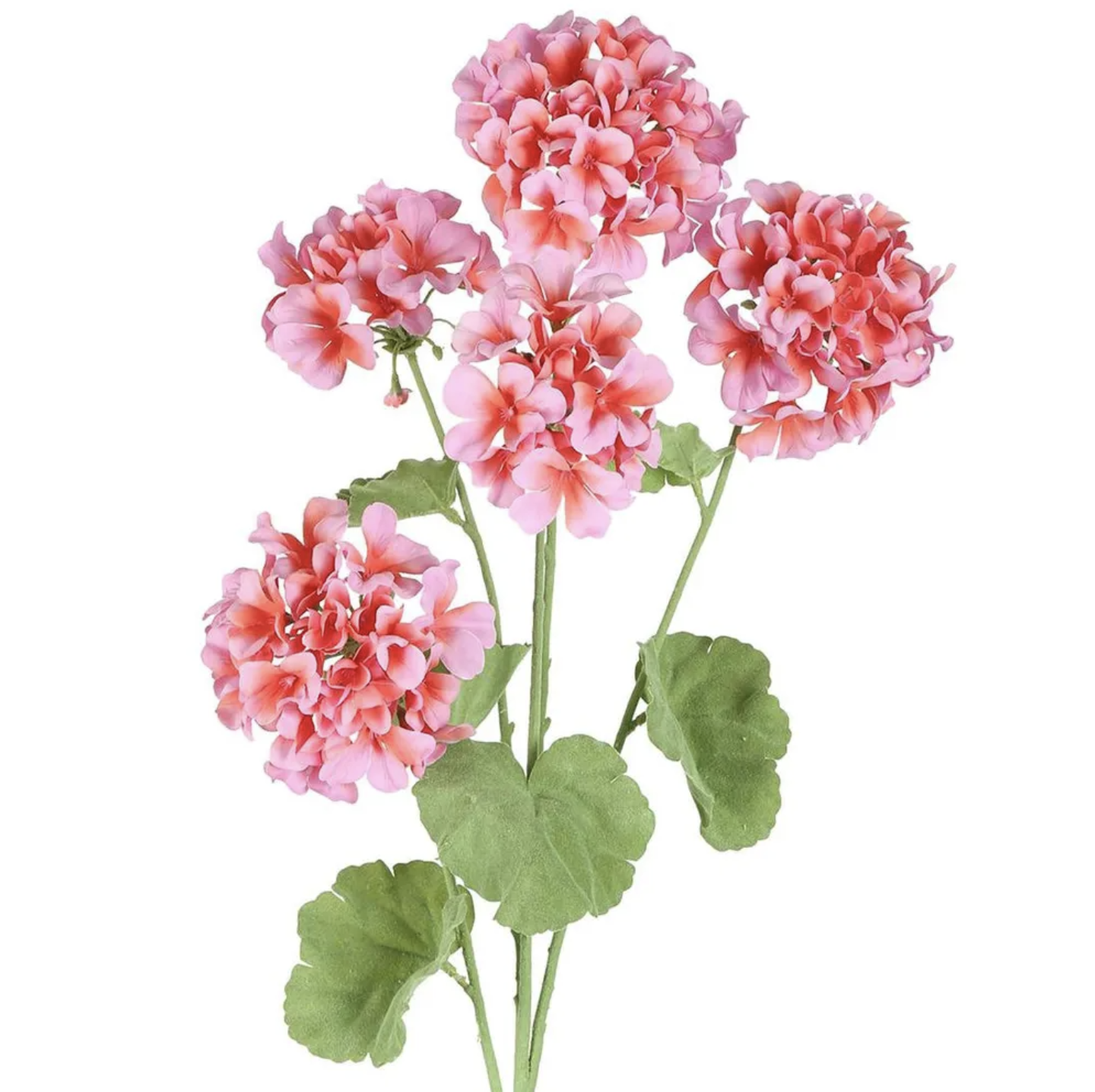 Begonia Flower Spray