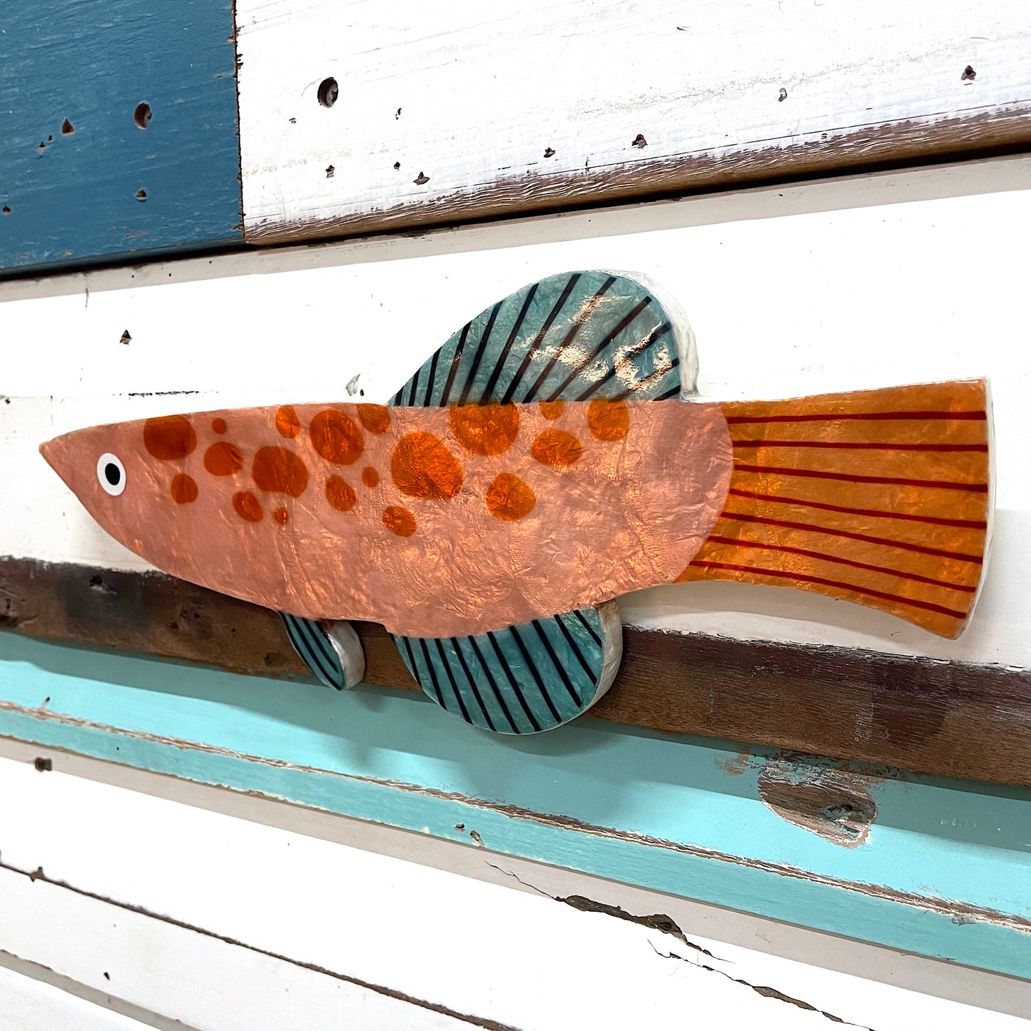 Comet Fish