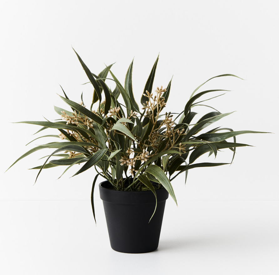 Eucalyptus Seed Bush in Pot