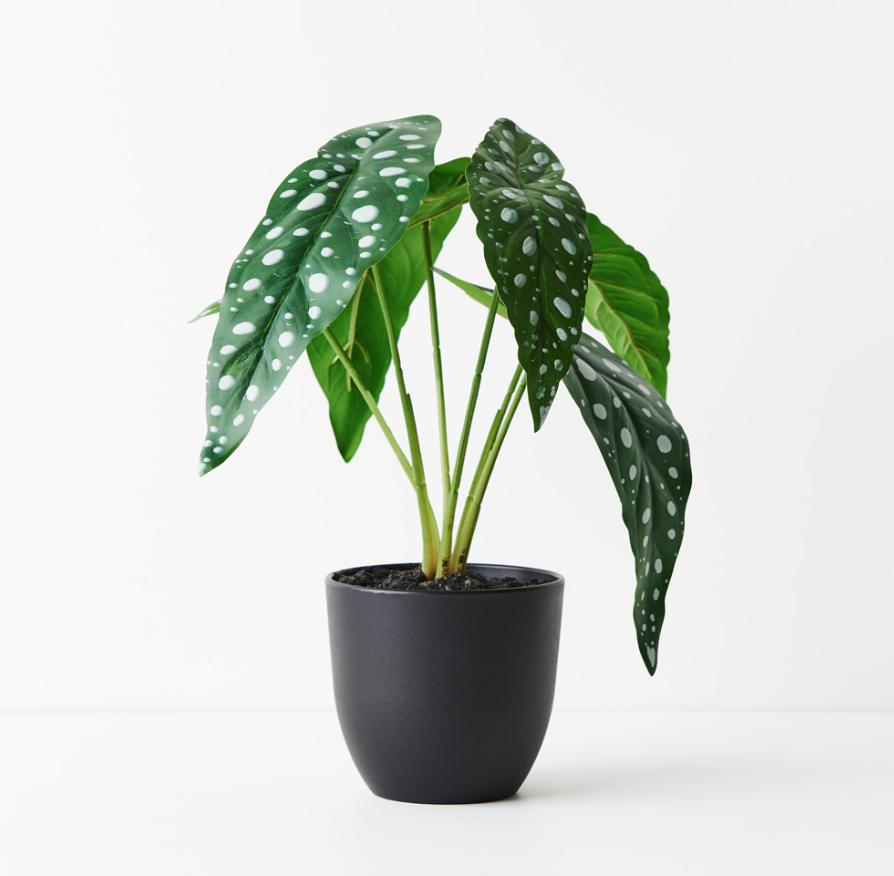Begonia Pot