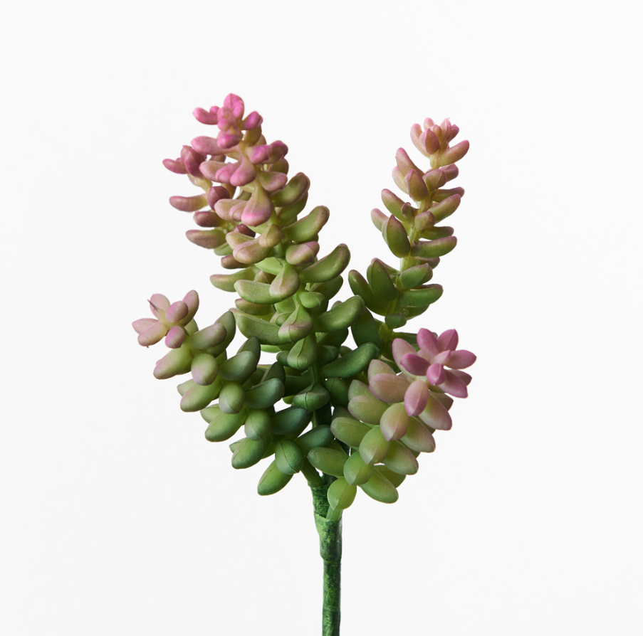 Sedum Sandflower Pink