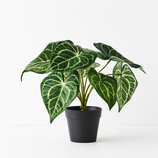 Syngonium Batik Plant