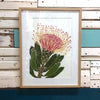 White Pin Cushion Protea - Framed Art Print
