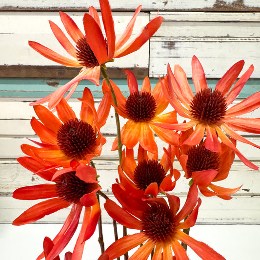 orange flowers with brown centers against a wooden background