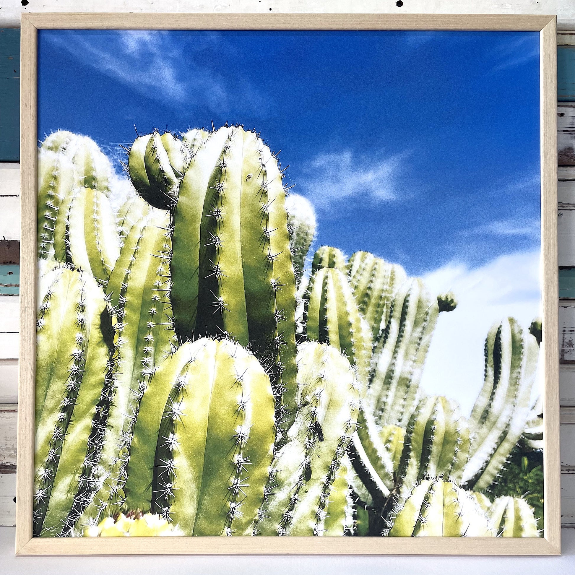 Blue Sky Cacti art print