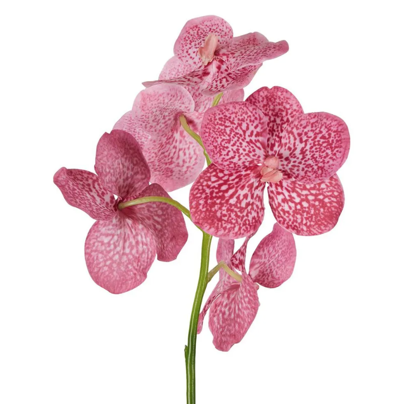 Pink Orchid Stem