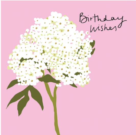 Birthday Wishes Hydrangea