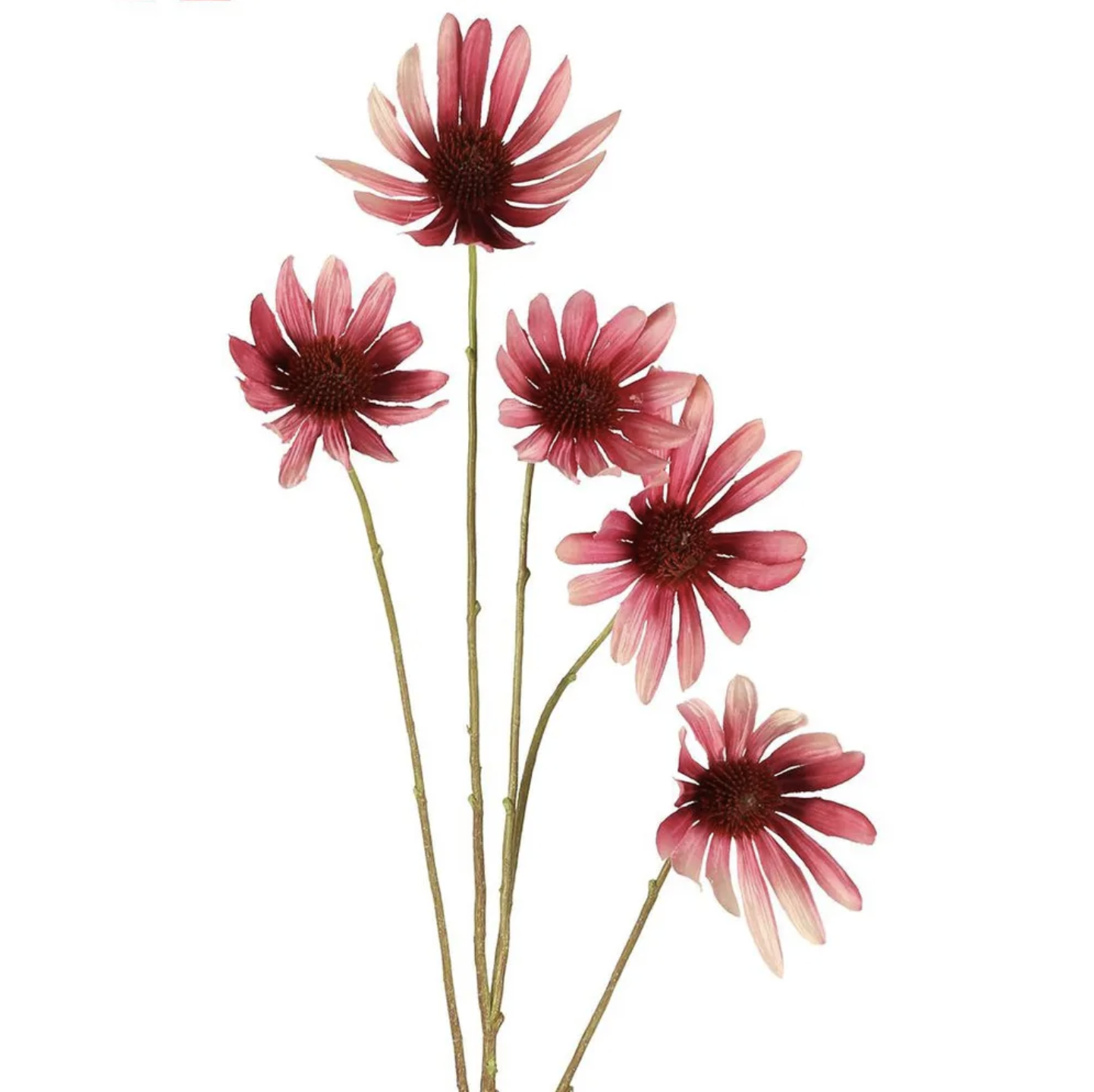 Black Eyed Susan Flower - Pink