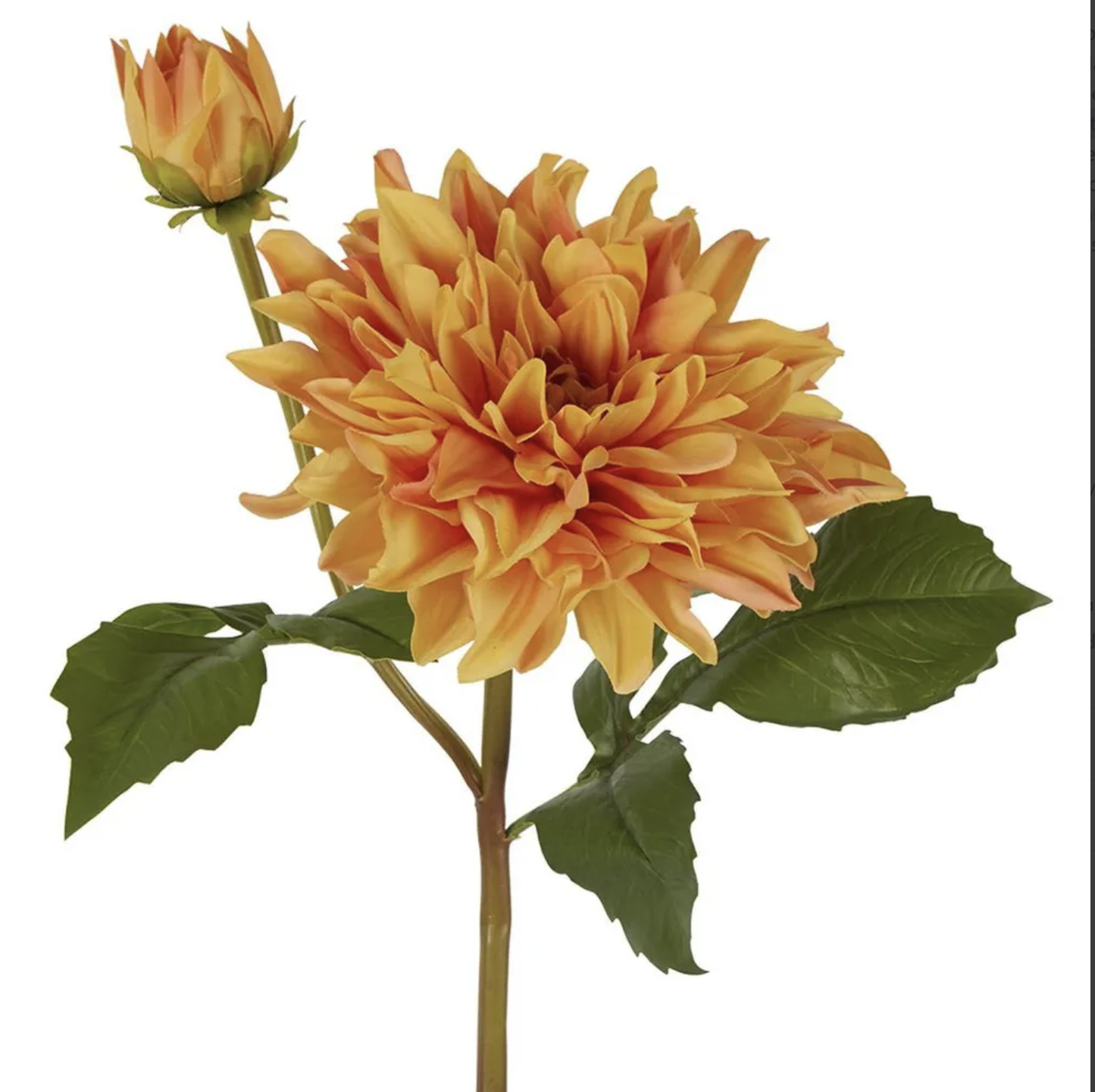 Dahlia Flower