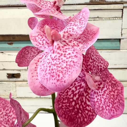 Close-up of pink orchids 
The Brightside Store | Pink Orchid Stem