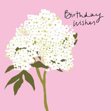 Birthday Wishes Hydrangea