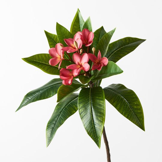 Frangipani Spray