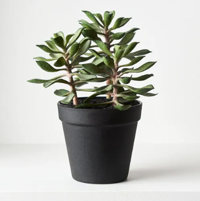 Succulent in Pot