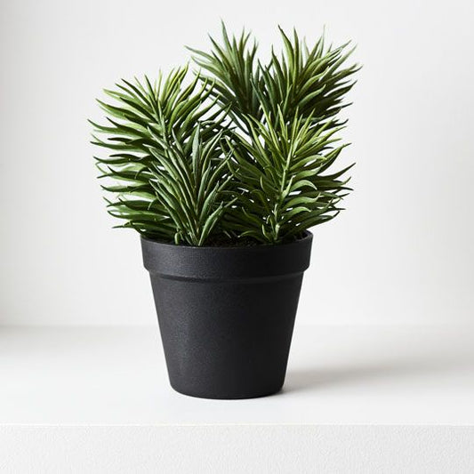 Succulent Senecio in Pot