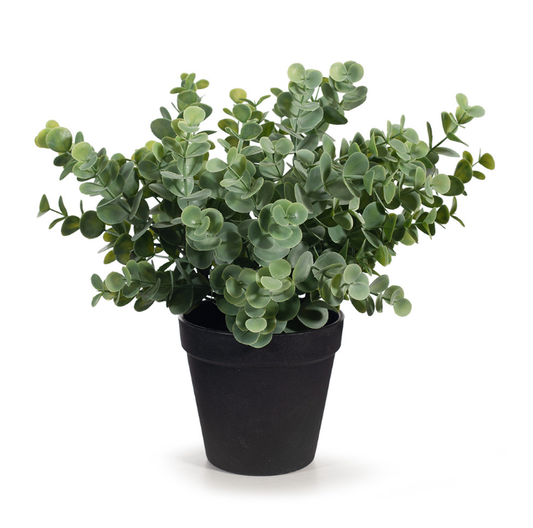 Eucalyptus Bush in Pot