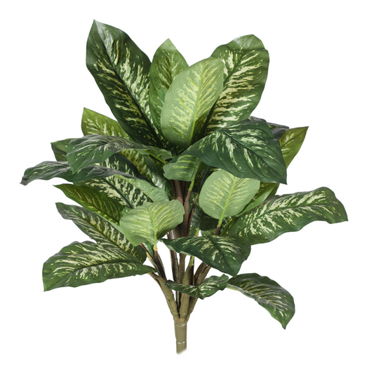 Dieffenbachia Bush